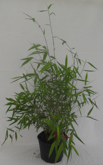 Fargesia Nitida Creat Wall 2.5 л. высота 40/60 см. 147.00 грв